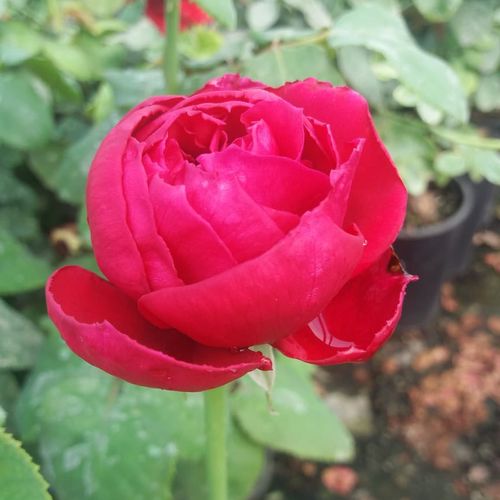 Rosa Pannonhalma - roșu - Trandafir copac cu trunchi înalt - cu flori tip trandafiri englezești - coroană dreaptă